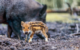 Stock Image: Baby boar