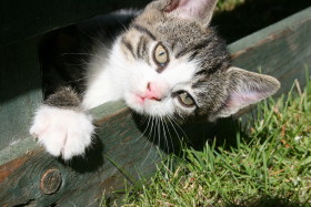 Stock Image: baby cat kitten in the garden