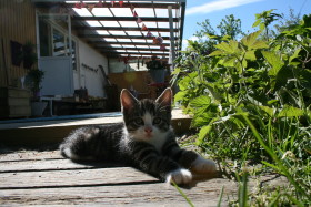 Stock Image: baby cat kitten in the garden