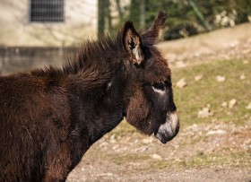 Stock Image: baby donkey portrait