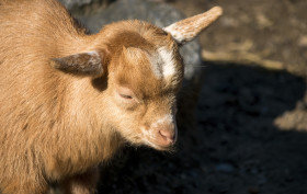 Stock Image: baby goat