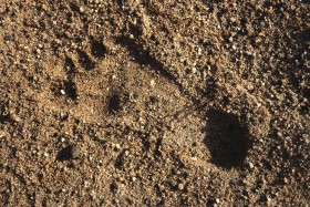 Stock Image: Baby right footprints