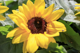 Stock Image: Background with orange beautiful sunflowers