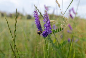 Stock Image: Baikal skullcap or Scutellaria baicalensis