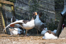 Stock Image: ballerina duck