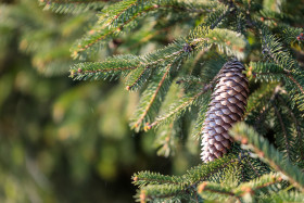 Stock Image: Balsam Fir tree