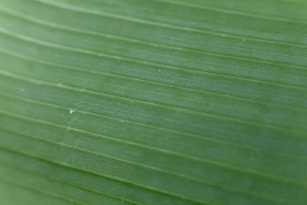Stock Image: Banana leaf texture
