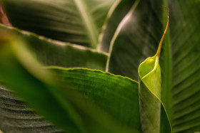 Stock Image: banana leaves