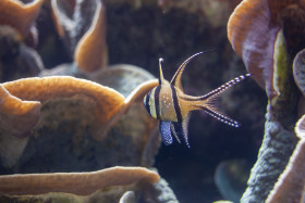 Stock Image: Banggai cardinalfish (Pterapogon kauderni)