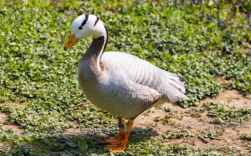 Stock Image: Bar headed goose (Anser indicus)