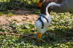 Stock Image: Bar headed goose (Anser indicus)