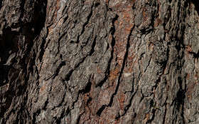 Stock Image: Bark of a chestnut tree