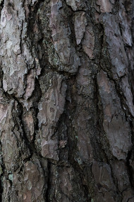 Stock Image: bark tree texture