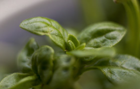 Stock Image: basil plant