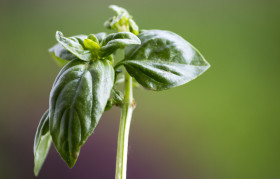 Stock Image: basil plant left aligned