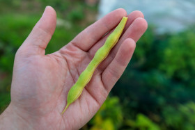 Stock Image: Bean harvest - Hand holding bean