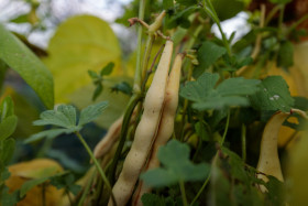 Stock Image: Bean plant