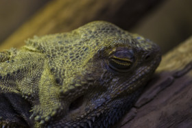 Stock Image: bearded dragon closed eyes