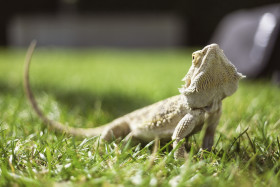 Stock Image: bearded dragon in a meadow
