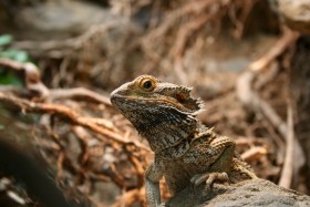 Stock Image: Bearded dragons (pogona vitticeps)