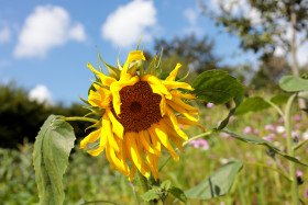 Stock Image: Beautiful August Sunflower