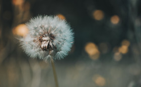 Stock Image: Beautiful Blow Ball