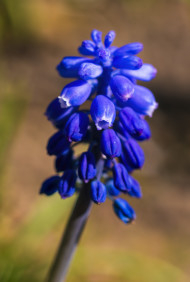 Stock Image: beautiful blue blooming hyacinth spring flower
