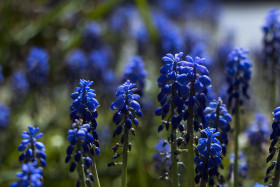 Stock Image: beautiful blue blooming hyacinths spring flowers
