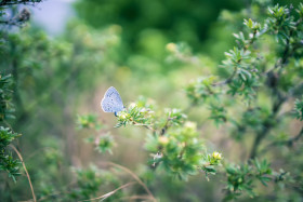 Stock Image: Beautiful blue butterfly on green bokeh