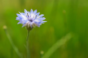 Stock Image: Beautiful Blue Cornflower