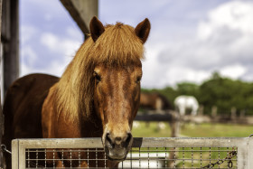 Stock Image: Beautiful brown horse in the paddock. Portrait of a horse