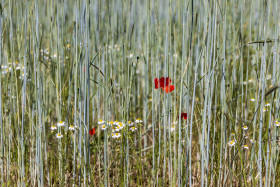 Stock Image: beautiful common red poppy flowers in a german field
