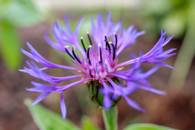 Stock Image: Beautiful Cornflower in May Spring Background