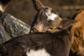 Stock Image: beautiful cute goat kid