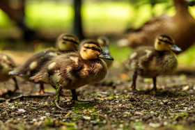 Stock Image: Beautiful cute little duckling