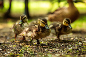 Stock Image: Beautiful cute little duckling - Ducks Family