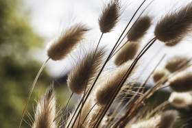 Stock Image: beautiful dune grass somewhere in france