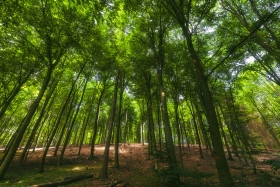 Stock Image: Beautiful forest in spring