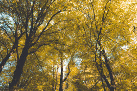 Stock Image: beautiful forest trees