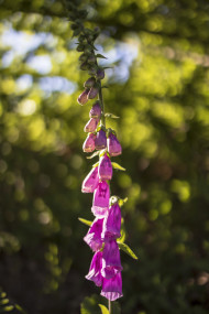 Stock Image: Beautiful Foxglove Flower in May