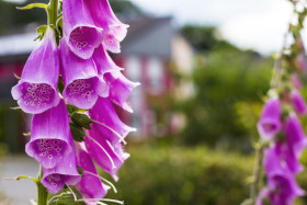 Stock Image: beautiful foxglove in the garden