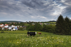 Stock Image: beautiful german landscape with cows