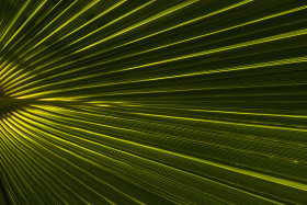 Stock Image: beautiful green palm leaf background