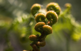 Stock Image: beautiful heart-shaped fern macro background