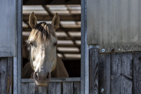 Stock Image: Beautiful horse in the paddock. Portrait of a horse