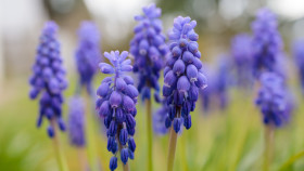 Stock Image: Beautiful hyacinths bloom in April