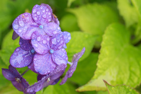 Stock Image: Beautiful hydrangea or hortensia - purple flower