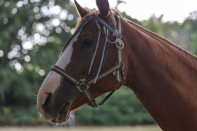 Stock Image: Beautiful latvian breed bay horse