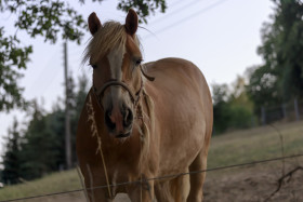 Stock Image: Beautiful latvian breed bay horse