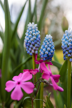 Stock Image: Beautiful Light Blue Hyacinths in May
